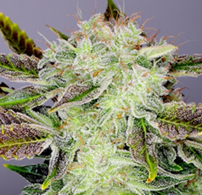 White Widow x Bubblegum